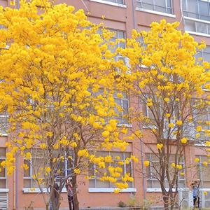 艳星Ⅴide0S极品HD
